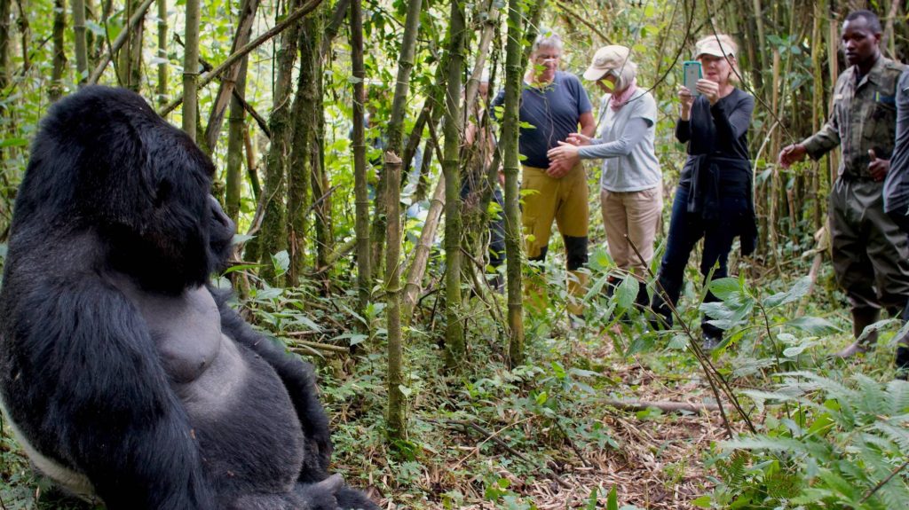 gorilla trekking safaris 