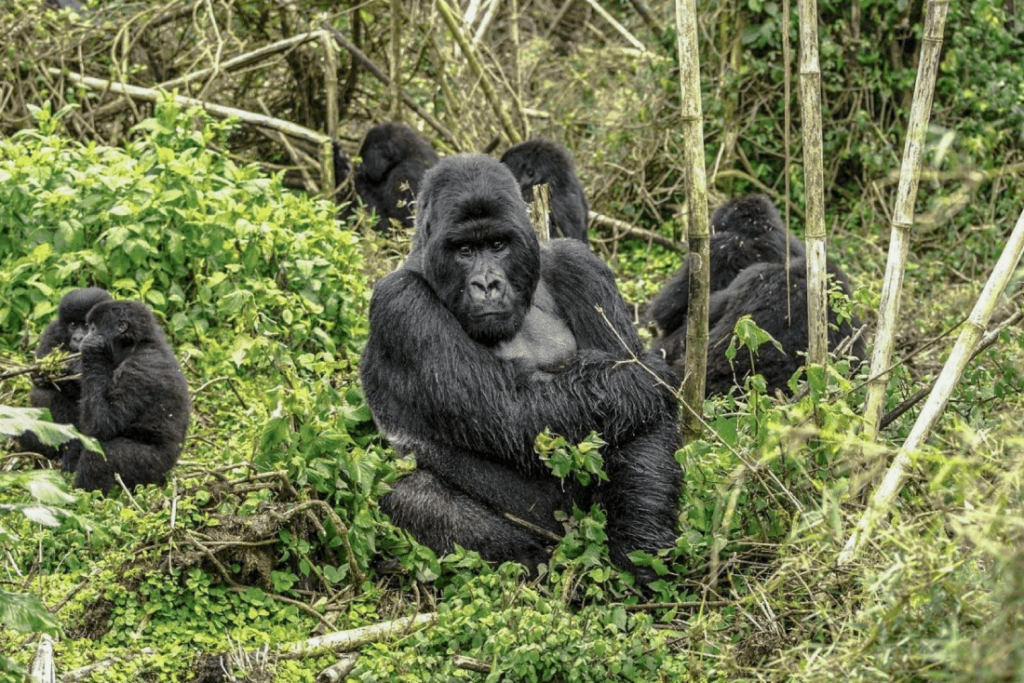 best  gorilla trekking in uganda and Rwanda
