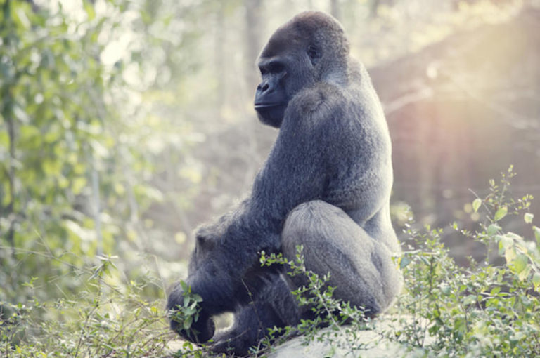 Silverback Strong how strong and powerful is a silverback gorilla?